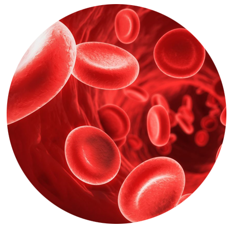 red blood cells