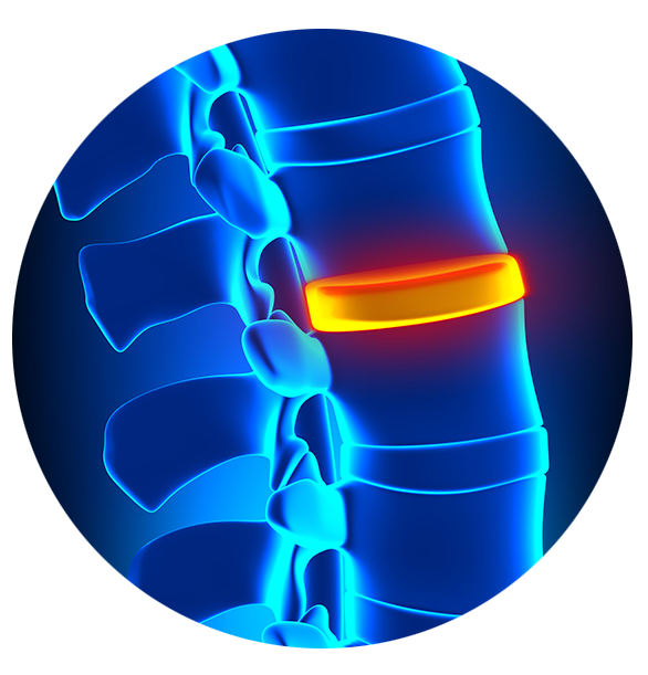 spinal column